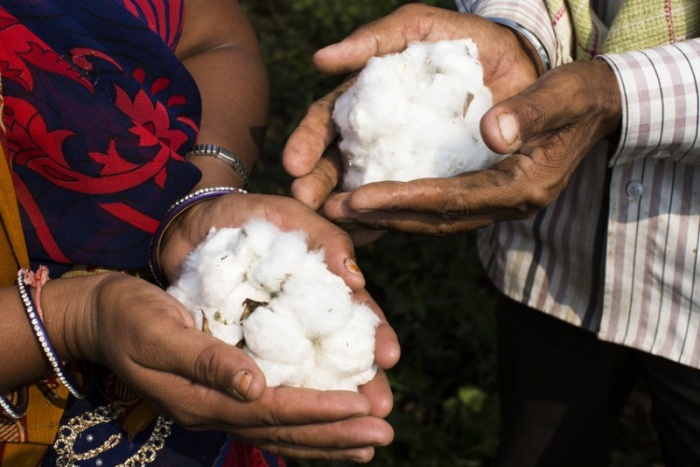 People holding cotton 
